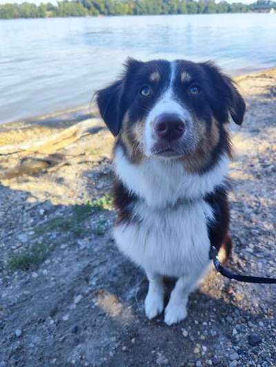 Hundetreffen-Spielkameraden gesucht-Bild