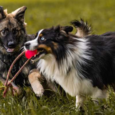 Hundetreffen-Spielstunde Junghund oder Spaziergänge-Bild