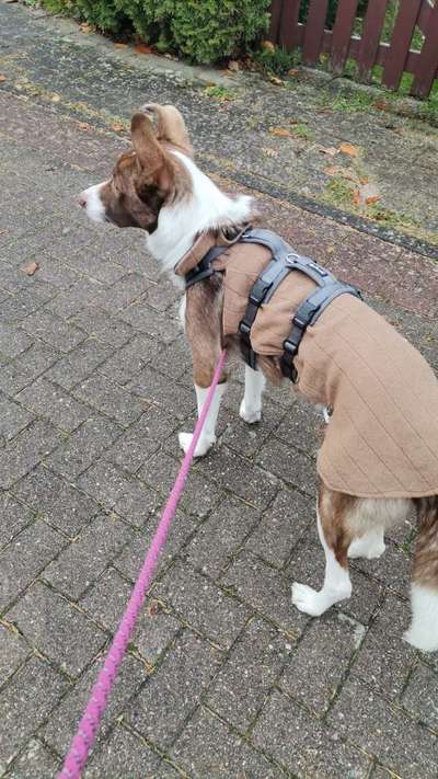 Hundekleidung - Top oder Flop-Beitrag-Bild