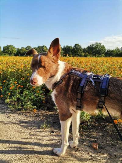 Auslandstierschutz-Beitrag-Bild