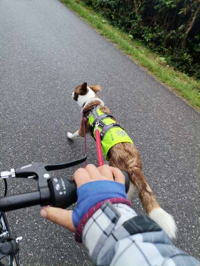 Podencomischling oder Podenco-Beitrag-Bild