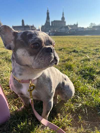 Französische Bulldoggen-Beitrag-Bild