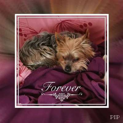 Unsere Fellnasen im Regenbogenland-Beitrag-Bild