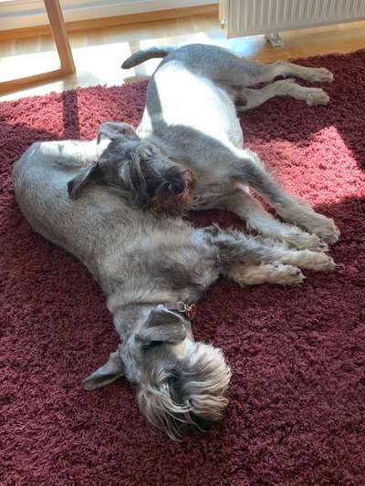 Schnauzer-Beitrag-Bild