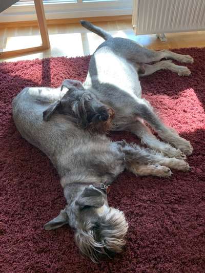 Schnauzer-Beitrag-Bild