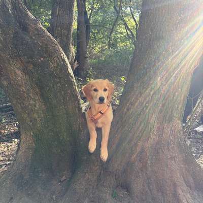 Hundetreffen-Spiel- und Gassipartner gesucht-Bild