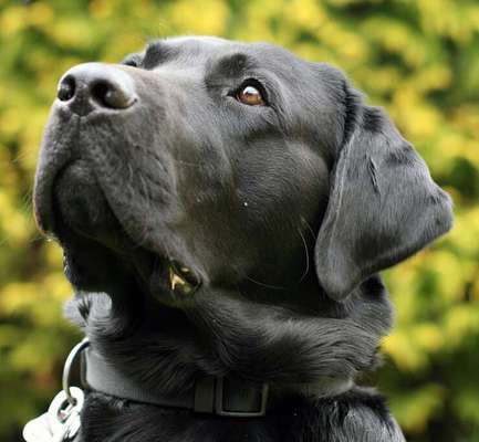 Unsere Fellnasen im Regenbogenland-Beitrag-Bild