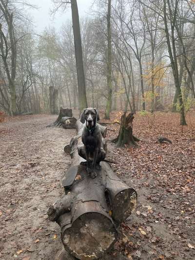 Sind hier Deutsch Kurzhaar/ Jagdhunde?-Beitrag-Bild