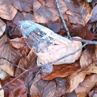 Giftköder-Vermutlich Giftköder (Plastikbeutel mit Wurst)-Bild