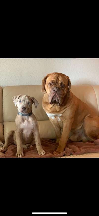 Dogorama Photo Challenge - Die besten Hundebuddys-Beitrag-Bild