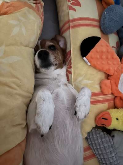 Darf der Hund bei Euch im Bett schlafen?-Beitrag-Bild