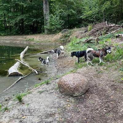Hundetreffen-Spaziergang durch das Hohnstedter Holz-Bild