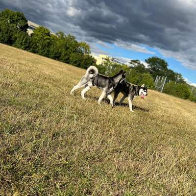 Hundetreffen-Spielrunde altes Baseballfeld in Westhagen-Bild