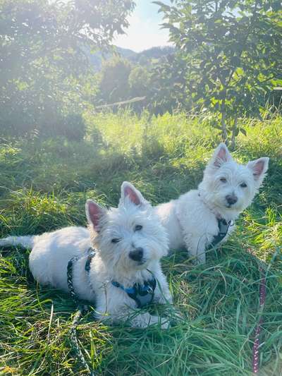 Wo sind die Westies?-Beitrag-Bild