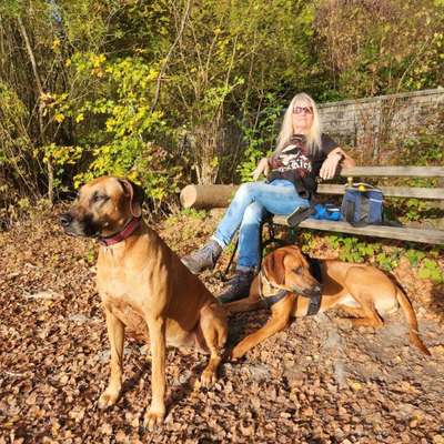 Hundetreffen-Spielen mit grossen Hunden-Profilbild