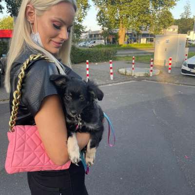 Hundetreffen-Welpentreffen-Profilbild