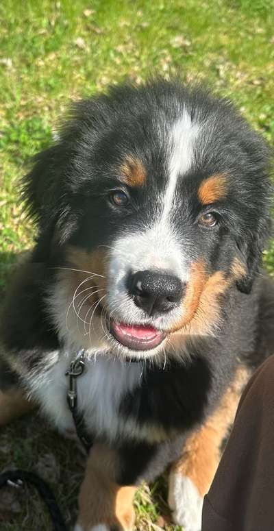 Berner Sennen-Beitrag-Bild