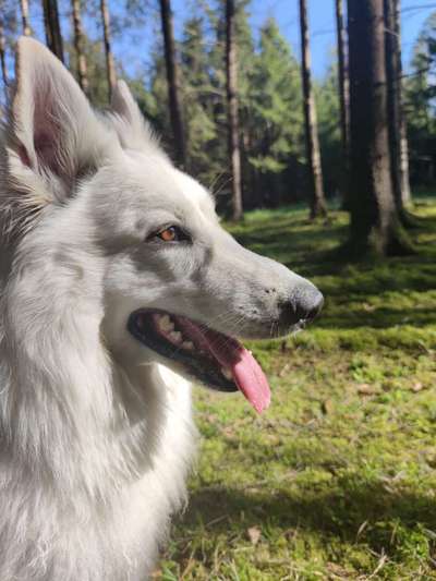 Weißer Schweizer Schäferhund-Beitrag-Bild