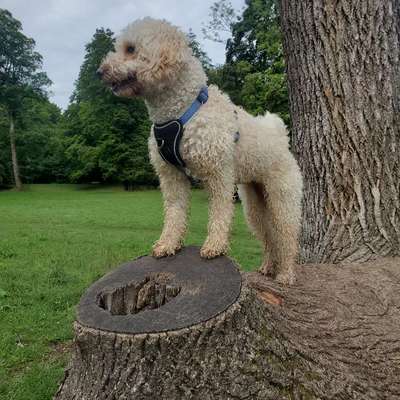 Hundetreffen-Gemeinsames Spazieren/Trainieren im Englischen Garten-Bild