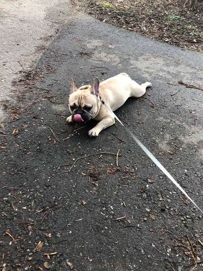 Hundetreffen-Bulldogge treffen-Bild