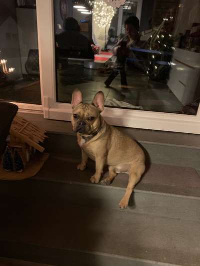 Französische Bulldoggen-Beitrag-Bild