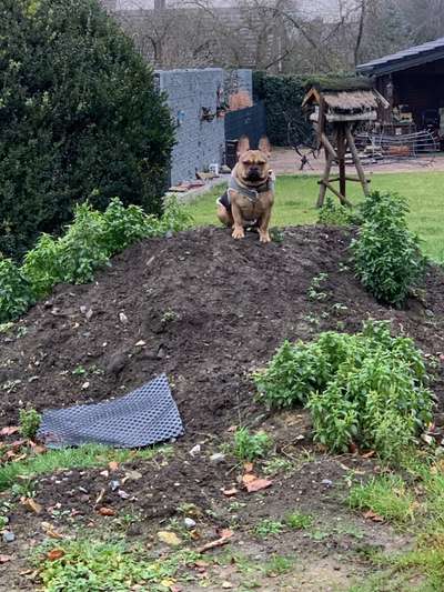 Französische Bulldoggen-Beitrag-Bild