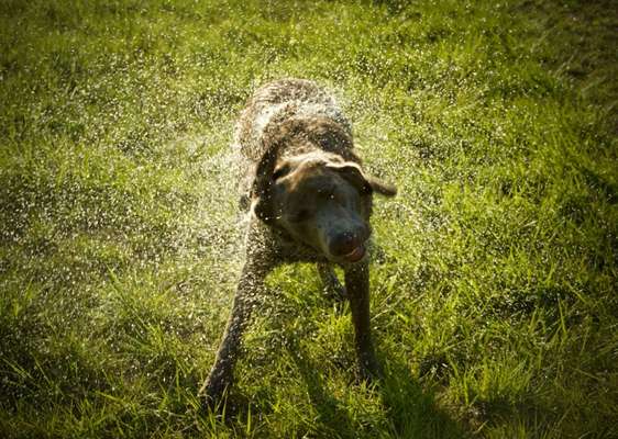 Die Dogorama Monats Challenge "Es grünt und blüht"-Beitrag-Bild