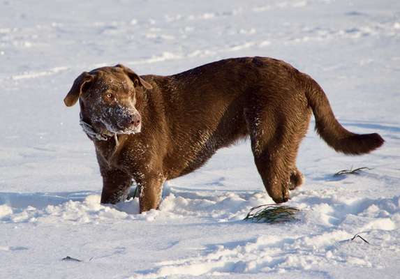 Die Dogorama Kalender Challenge Teil 2/4-Beitrag-Bild