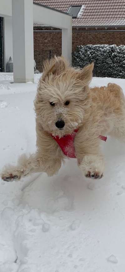 Goldendoodle-Beitrag-Bild