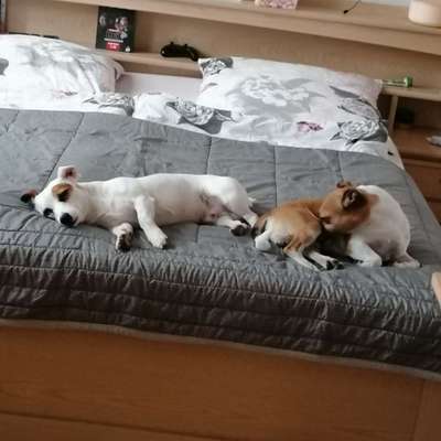 Hundetreffen-Gassirunde