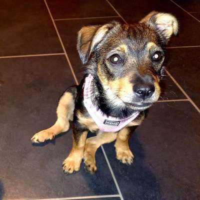 Hundetreffen-Spielgefährte/ Welpentreffen-Profilbild