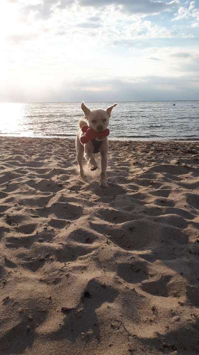 Dogorama-Monats-Challenge-Mai "Wasser"-Beitrag-Bild