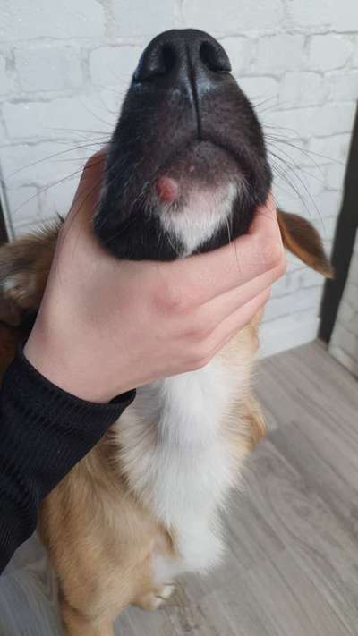 Pickel?-Beitrag-Bild