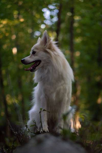 Foto's und Hundemodels-Beitrag-Bild