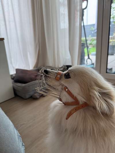 Wie sitzt mein Maulkorb / Maulkorb-Beratung-Beitrag-Bild