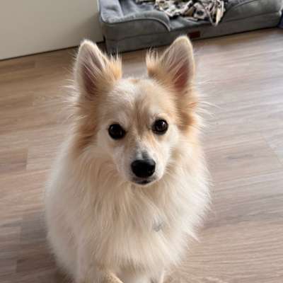 Wie sitzt mein Maulkorb / Maulkorb-Beratung-Beitrag-Bild