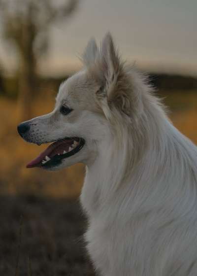 Foto's und Hundemodels-Beitrag-Bild