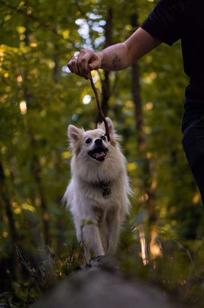 Foto's und Hundemodels-Beitrag-Bild