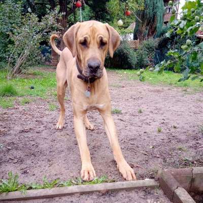 Hundetreffen-Spielpartner gesucht-Bild