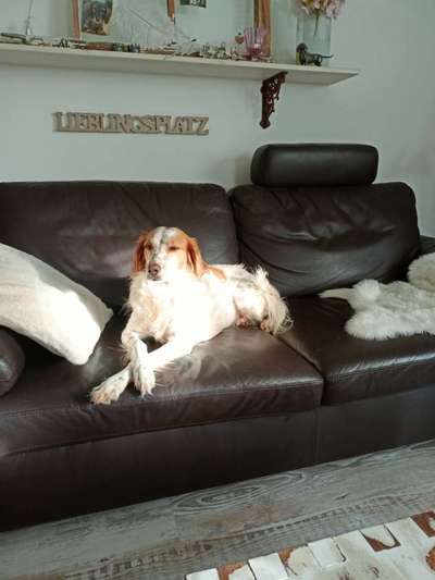 Auslandstierschutz-Beitrag-Bild