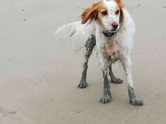 dirty Dog-Beitrag-Bild
