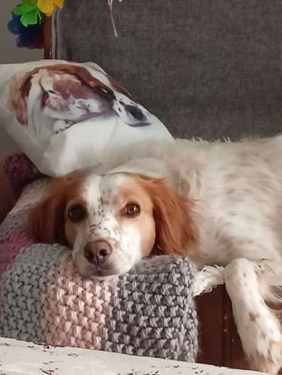 Die Dogorama Kalender Challenge Titelbild-Beitrag-Bild