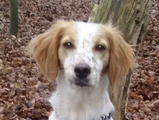 Dogorama Photo Challenge - Portrait-Beitrag-Bild