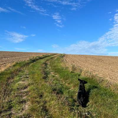 Hundetreffen-Spaziergang und Spielen-Bild