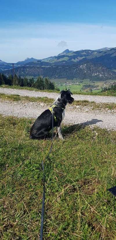 Dogorama Photo Challenge - Tierischer Urlaub-Beitrag-Bild