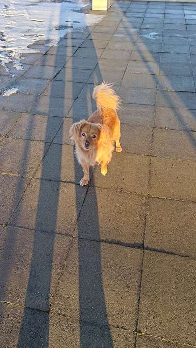 Hundetreffen-Barney sucht einen Gassi Kumpel-Bild