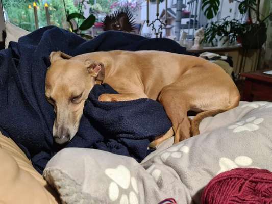 Windhunde - Treffen der besonderen Schönheiten
HERZLICH WILLKOMMEN-Beitrag-Bild