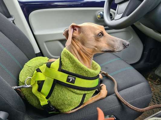 Windhunde - Treffen der besonderen Schönheiten
HERZLICH WILLKOMMEN-Beitrag-Bild