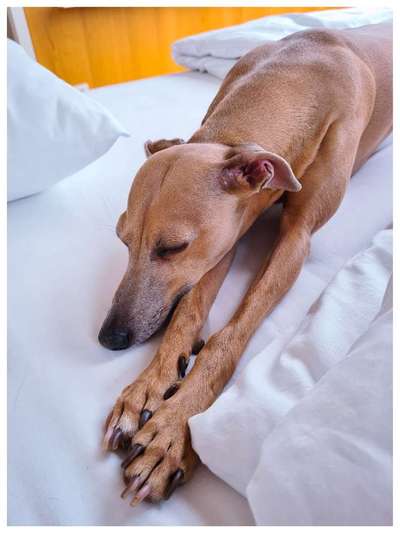 Windhunde - Treffen der besonderen Schönheiten
HERZLICH WILLKOMMEN-Beitrag-Bild