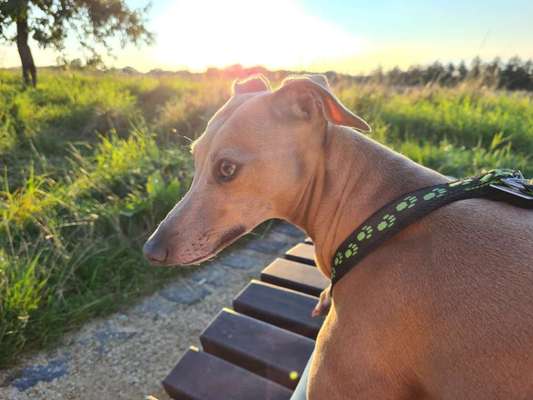 Windhunde - Treffen der besonderen Schönheiten
HERZLICH WILLKOMMEN-Beitrag-Bild